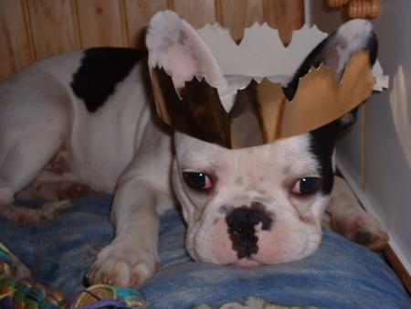bouldogue francais!!!!!!!!!!!!!!!